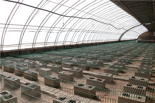 定边农业之声 有序复工育良种 科学发展促增收